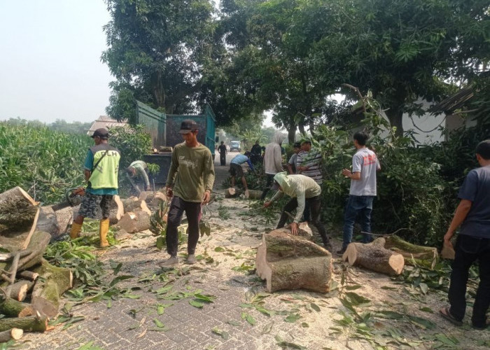 Pohon Mangga Tumbang di Dlanggu Mojokerto, Tutup Jalan dan Timpa Kandang Ayam