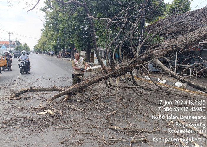 Pohon Tumbang, Jalan di Puri Mojokerto Macet