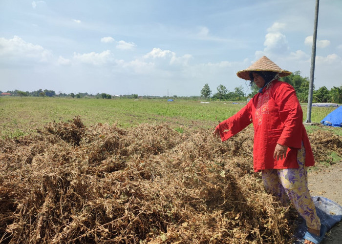 Petani Kedelai di Mojokerto Merugi Jutaan Rupiah Akibat Serangan Hama Tikus