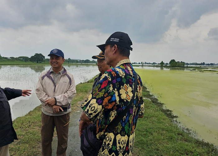 Terendam Banjir, Ratusan Hektar Sawah di Jombang Terancam Puso