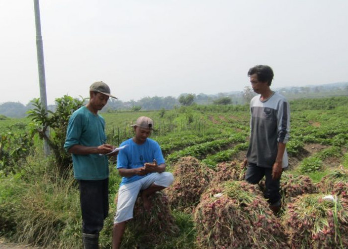 Selama September 2025, Komoditas Bawang Merah Bikin Indeks Fluktuasi Harga di Mojokerto Turun