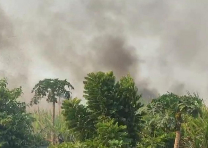 Lahan Tebu di Mojokerto Terbakar, Hampir Sambar Balai Desa Jatipasar