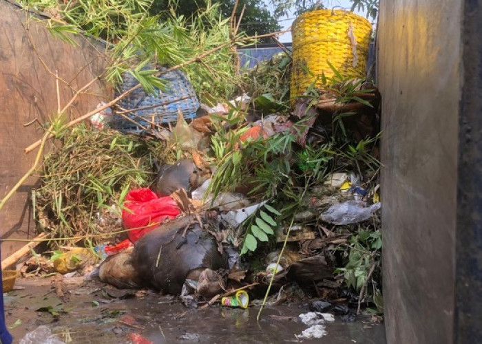 Hari Lingkungan Hidup Sedunia, Pakar Unair Ingatkan Ancaman Sampah dan Perubahan Iklim
