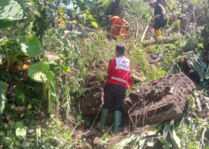 Longsor dan Pohon Tumbang Terjang Jember, PMI dan BPBD Bergerak Cepat