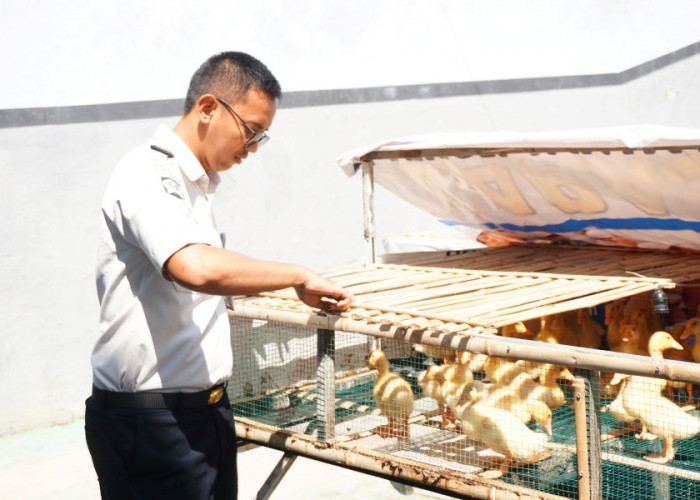 300 Ekor Itik Dilepas ke Kandang, Lapas Mojokerto Kembangkan Peternakan untuk Warga Binaan