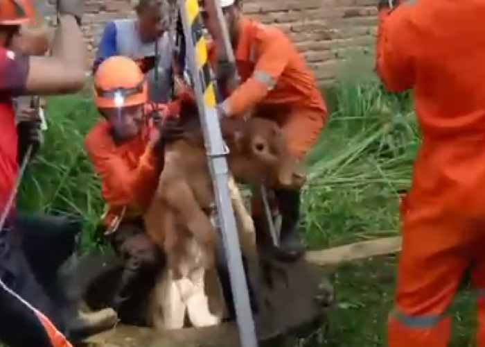 Tim BPBD dan Damkar Angkat Anak Sapi dari Dalam Sumur di Ngoro, Jombang