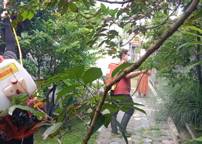 Kemunculan Hama Ulat Bulu, Seluruh Kelurahan di Kota Mojokerto Dibekali Pestisida