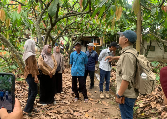 Sekolah Lapang di Desa Ngembat, Mojokerto, Tim Proyek Mewlafor Disambati Panen Kakao yang Belum Optimal