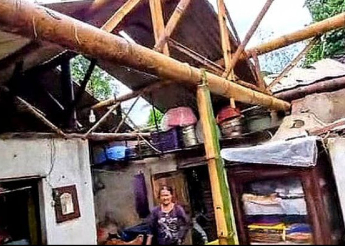 Diterjang Hujan Angin, 13 Rumah Rusak dan 2 Pohon Besar Tumbang di Bondowoso