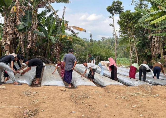 Kotoran Sapi Disulap Jadi Pupuk, Mahasiswa Unej Bantu Petani Sukogidri Bangun Pertanian Berkelanjutan
