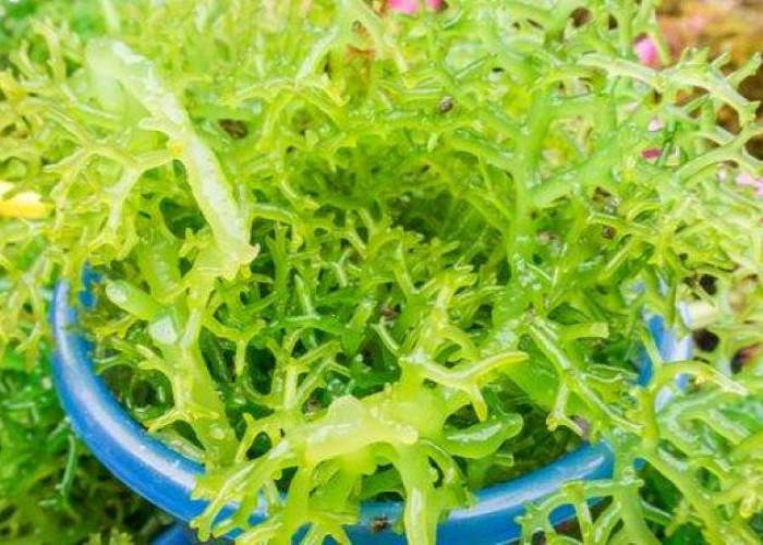 Rumput Laut Bukan Sekadar Pangan Laut, Potensinya Bantu Atasi PCOS Terungkap