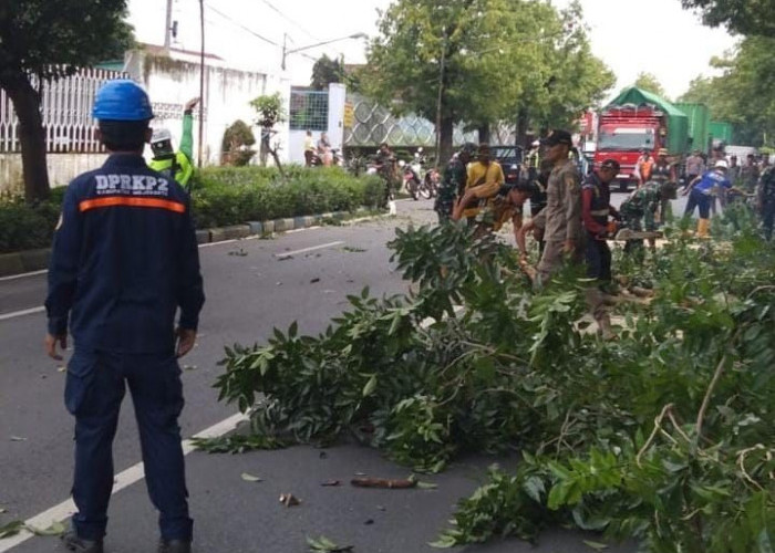 Antisipasi Cuaca Ekstrem, Sejumlah Pohon Rawan Tumbang Disasar Pemangkasan Oleh Petugas