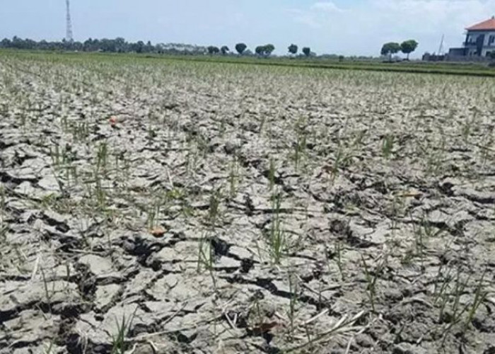 El Nino Mengintai, Ini Cara Sederhana Menjaga Cadangan Air Sebelum Kekeringan Datang