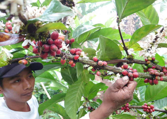 Harga Merangkak Naik, Petani Kopi di Mojokerto Menuai Berkah 