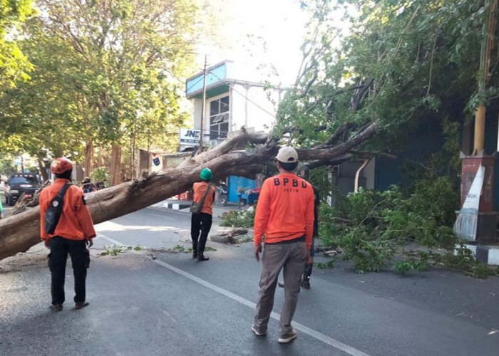 Akibat Angin Kencang, Pohon Kesono Diameter Hampir 1 Meter di Mojosari Tumbang 