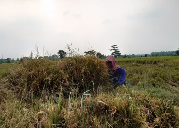 Sergab 2026, Bulog Mojokerto Menargetkan Serap 71.751 Ton 