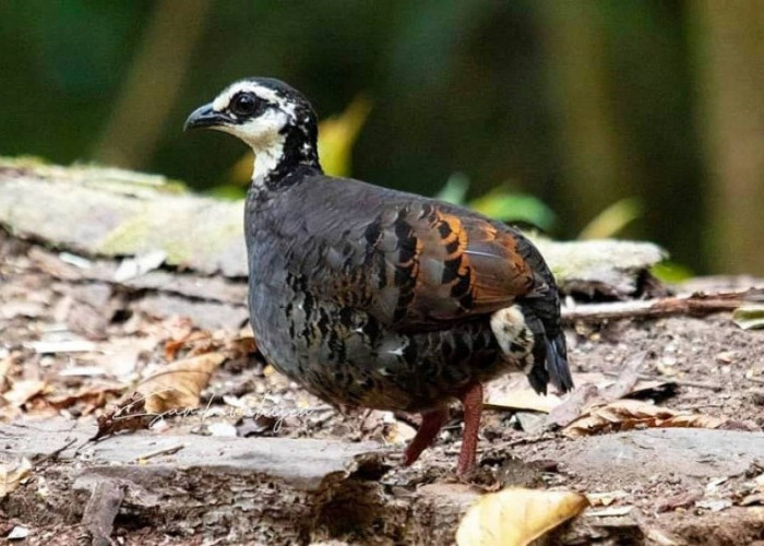 Puyuh Gonggong Biasa, Burung Endemik di Dataran Tinggi Hyang Argopuro, Pegunungan Ijen, dan TNMB