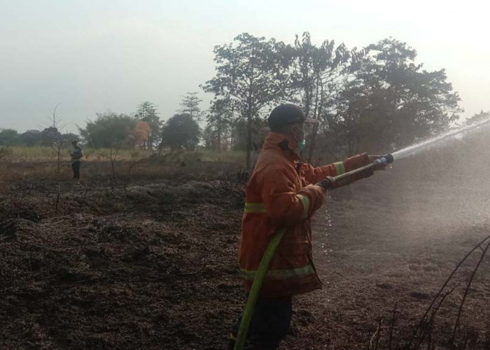 Dipicu Pembakaran Sampah, 1 Hektar Lahan Rumput Ilalang  Milik PTPN di Jetis Terbakar 