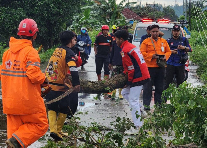 Hujan Lebat dan Angin Kencang Tumbangkan Tiga Pohon di Jatirejo Mojokerto