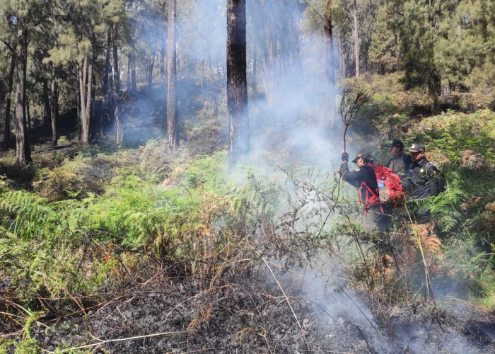 Tahura R Soerjo Siapkan 20 Ribu Bibit Pohon untuk Pulihkan Ekosistem Pasca Kebakaran Hutan