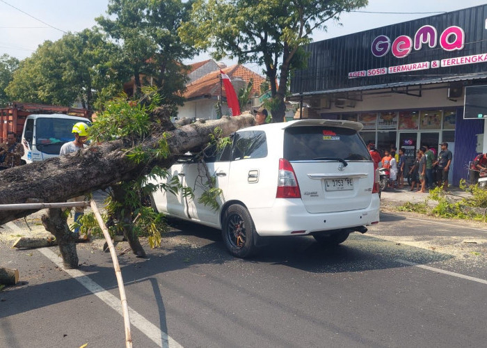Pohon Tumbang Timpa Mobil di Mojokerto, Kerugian Capai Puluhan Juta