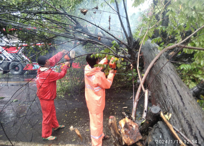 Angin Kencang Tumbangkan Dua Pohon di Mojokerto, Lalu Lintas Sempat Terhambat