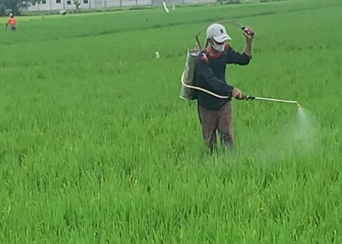 Harapkan Kenaikan Produksi, Lahan Sawah Desa Gayaman jadi Demplot Pupuk Hayati
