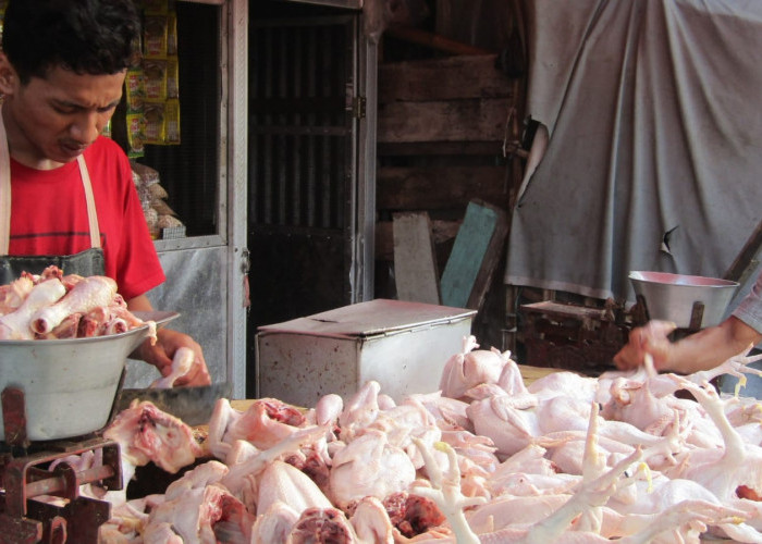 Libur Nataru, Kenaikan Harga Daging Ayam Ras Penyumbang Inflasi Tertinggi di Mojokerto pada Desember 2024