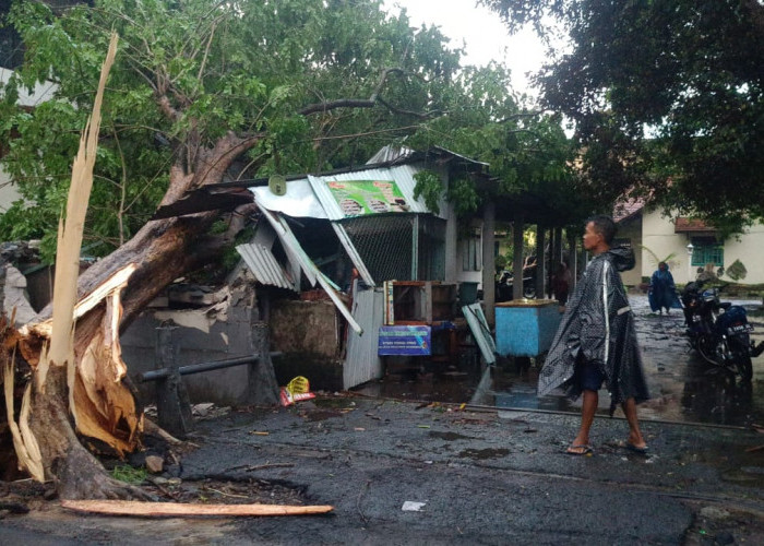 Hujan Deras Guyur Mojokerto, 4 Pohon di Komplek Kantor DLH Kabupaten Mojokerto Tumbang