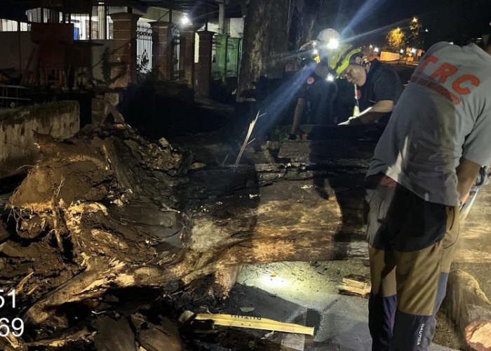 Hujan dan Angin Kencang, Pohon di Pungging Mojokerto Tumbang Hingga Menutup Jalan