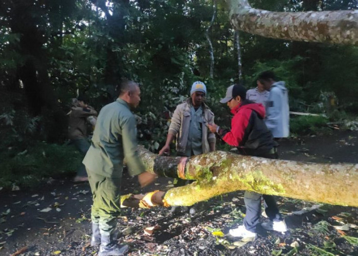 Pohon Tumbang Sempat Tutup Jalan Pacet - Cangar Mojokerto