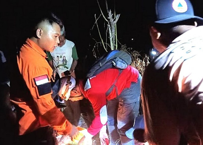 Disengat Tawon, Pencari Madu Hutan di Situbondo Tewas Terjatuh dari Pohon