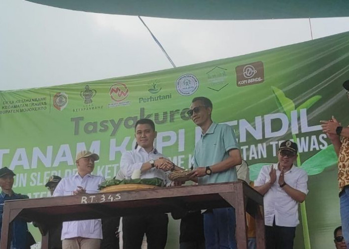 Dorong Produksi Kopi, Mojokerto Kembangkan Lahan Kopi di Ketapanrame Trawas