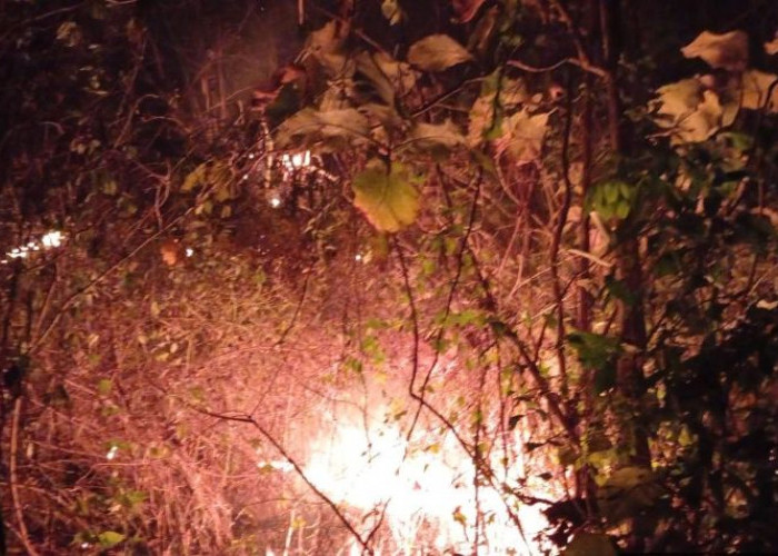Karhutla Lahap 1,5 Hektare Hutan Jatirejo Mojokerto, Api Padam Setelah 3,5 Jam