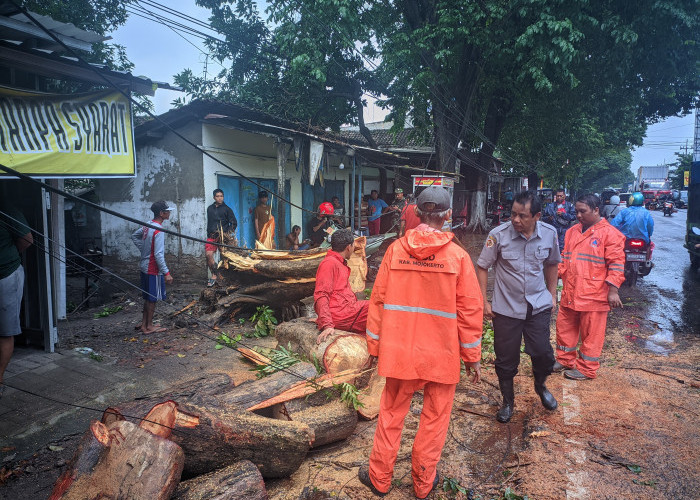 Pohon Tumbang Tutup Jalan di Bangsal Mojokerto, Arus Lalu Lintas Macet