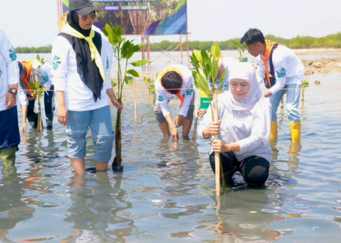 22.500 Bibit Mangrove Ditanam Pada Festival Mangrove Ke-VI Jatim di Sumenep