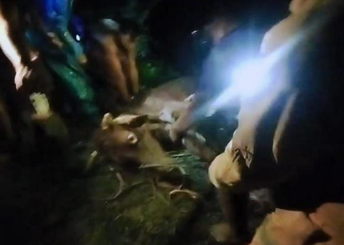 Sapi Terperosok Masuk Sungai, Petugas Damkar Mojokerto Lakukan Evakuasi 