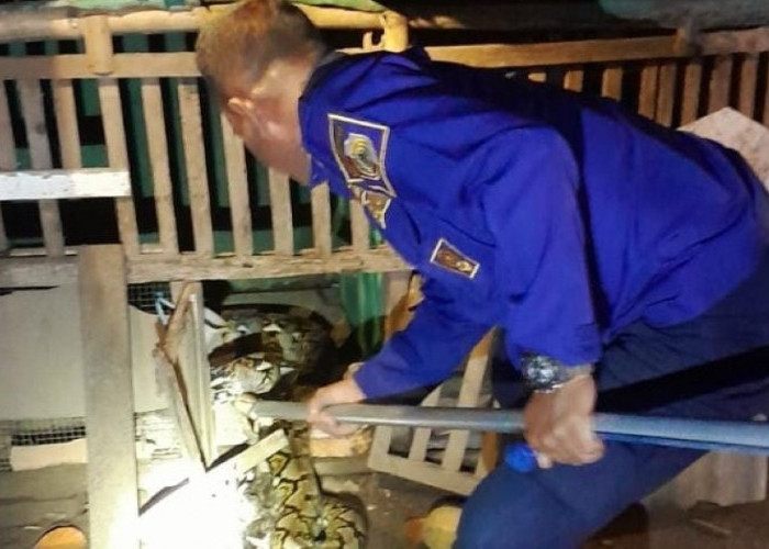 Damkar BPBD Kabupaten Mojokerto Evakuasi Ular Sanca 3 Meter, di Kandang Ayam Warga Sooko Mojokerto