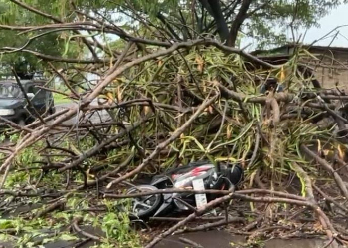 Pengendara Motor Tertimpa Pohon Tumbang di Dlanggu Mojokerto
