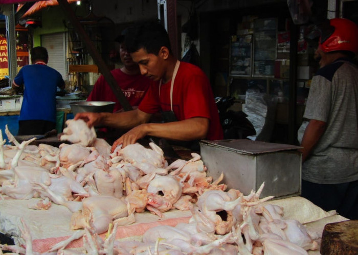 Kenaikan Harga Daging Ayam Ras Penyumbang Inflasi Tertinggi di Mojokerto pada September 2024