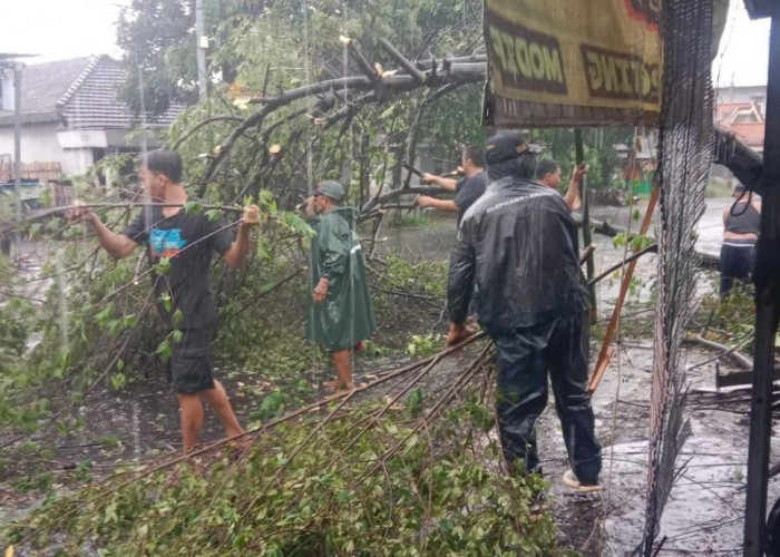 Hujan Lebat dan Angin Kencang Tumbangkan Pohon di Mojokerto, Warung Warga Tertimpa
