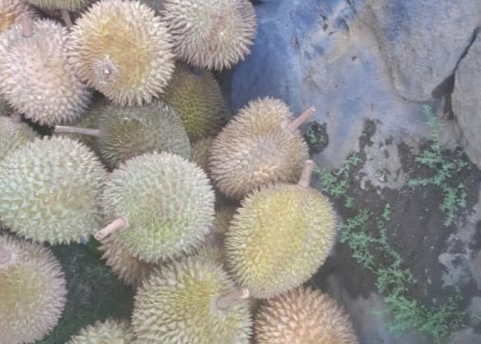 Durian: Buah Eksotis, Keras dan Berduri di Luar, Lembut dan Enak Dimakan, Amankah Bagi Kesehatan?