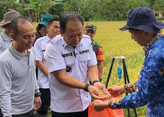 Panen Padi Hasil Pemupukan Organik, Bupati Sarankan Warga Konsumsi Beras Organik