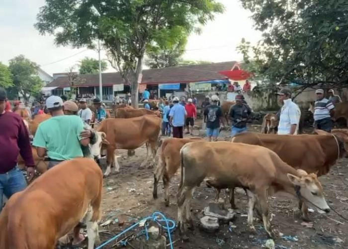 Cek Pasar Hewan di Mojokerto, Petugas Temukan Sapi Positif PMK