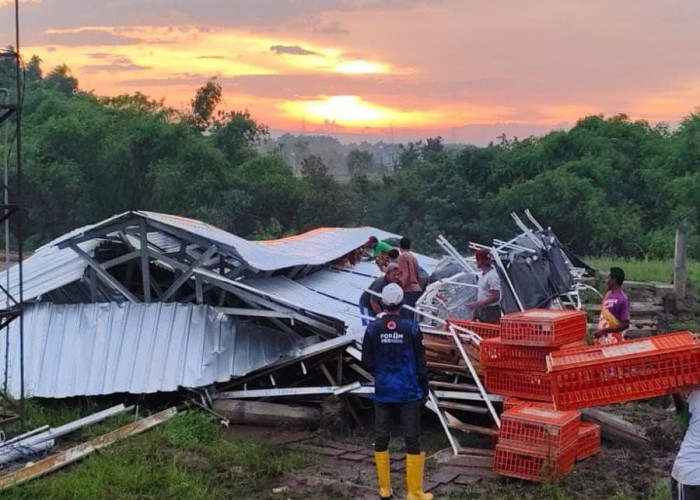 Kandang Ayam BUMDes di Kutorejo Mojokerto Roboh Diterpa Angin Kencang