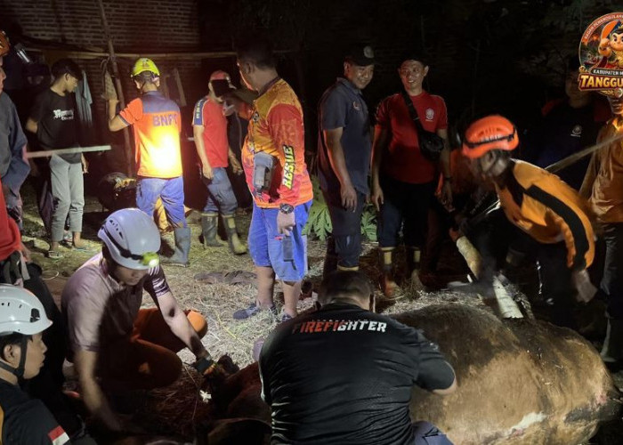 Sapi Kurban Terperosok Septic Tank Sedalam 5 Meter di Mojokerto, Evakuasi Dramatis Berlangsung 4 Jam