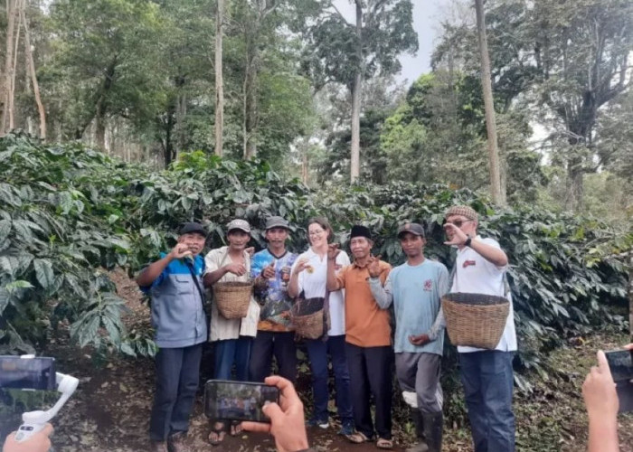 4 Bupati Bakal Hadiri Summer Course Kopi Unej,  Libatkan Peserta dari Jepang hingga AS