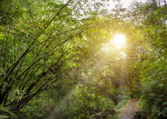 Bambu, dari Rumpun Sederhana Menjadi Penjaga Kehidupan