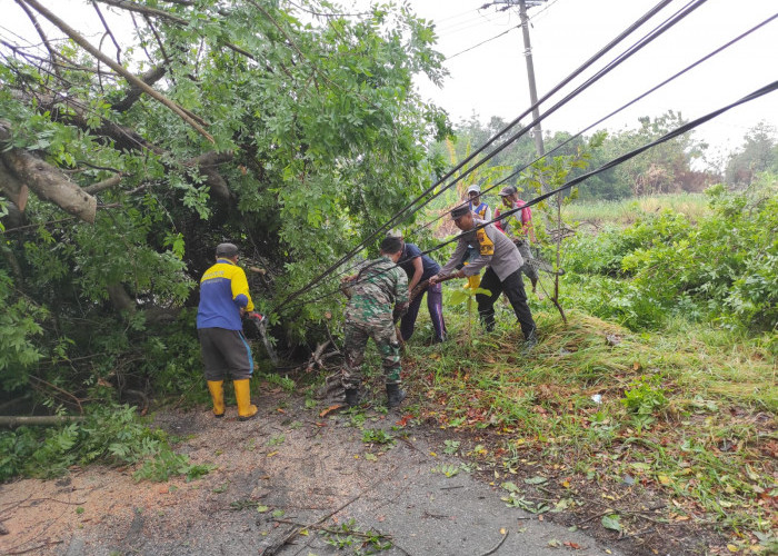 Diterjang Angin Kencang, Pohon Berdiameter 40 cm Tumbang di Dawarblandong Mojokerto