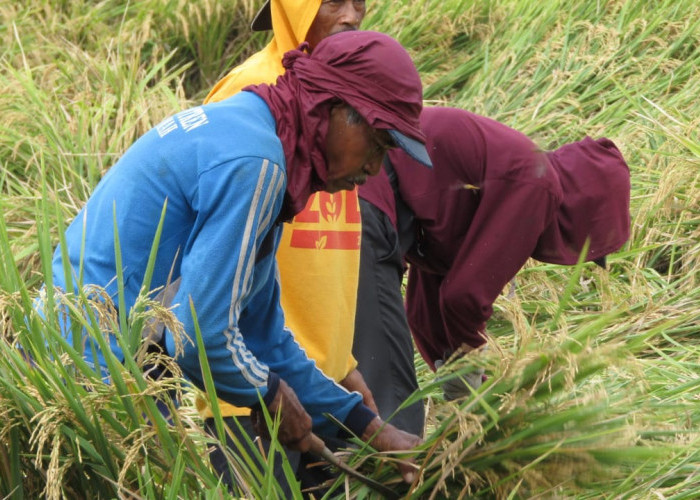 Panen Padi di Mojokerto Tahun 2023 Seluas 53,46 Ribu Hektare dengan Produksi 302.39 Ribu Ton